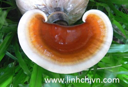 5 Tác Dụng Của Nấm Linh Chi Đối Với Hệ Tim Mạch: Liệu Pháp Thiên Nhiên Cho Trái Tim Khoẻ Mạnh 3 nam linh chi viet nam