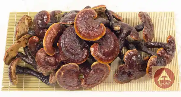 Cách Dùng Nấm Lim Xanh - Uống Nấm Lim Xanh Nhiều Có Tốt Không? 2 đống nấm lim xanh rừng đã phơi khô