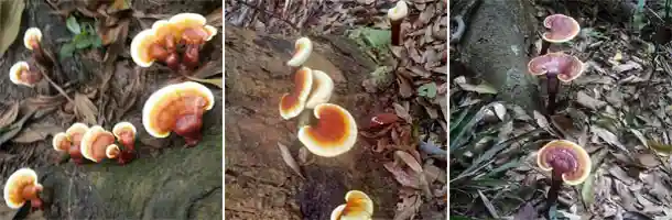 Tác Dụng Của Nấm Lim Xanh 16 Vòng đời nấm lim xanh: Chỉ nấm đủ tuổi và có bào tử mới đạt dược tính cao nhất
