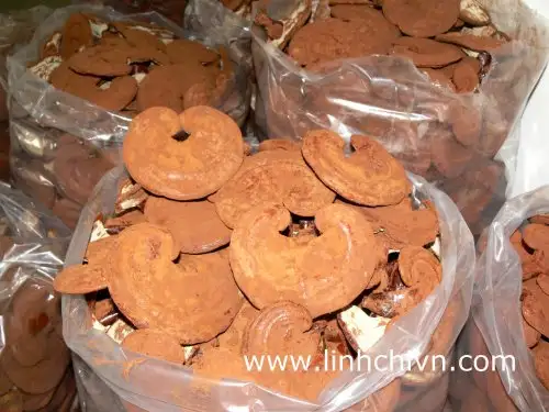 Quy trình thu hoạch và phá vách bào tử nấm Linh Chi tại trại Ngọc Anh 1 Bào tử trên bề mặt nấm linh chi Ngọc Anh