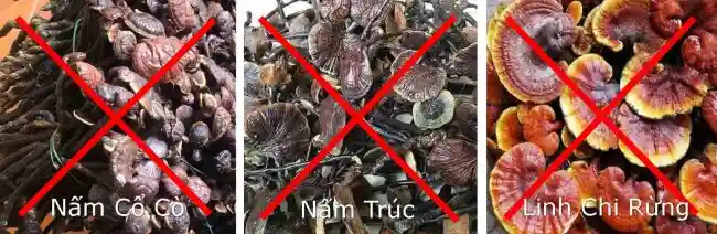 Mua nấm linh chi: 9 lý do, cách phân biệt & nơi mua uy tín 6 Phân Biệt Nấm Lim Xanh