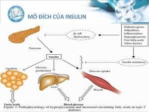Nấm Linh Chi Trị Bệnh Tiểu Đường 2 Tieu Duong 1