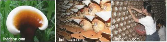 Nấm Lim Xanh Ngọc Anh: Dược Tính 72.47% - Giá 3 Loại Tốt Nhất 44 Hình ghép bởi 3 hình, mô tả quy trình trồng nấm lim xanh