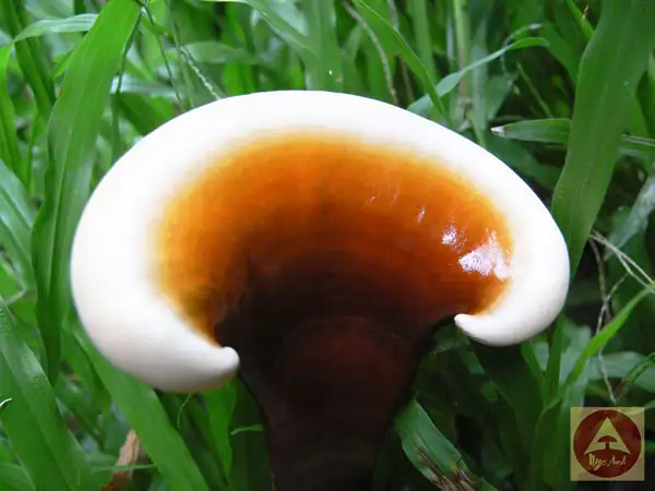 Mua nấm linh chi: 9 lý do, cách phân biệt & nơi mua uy tín 7 Nấm Lim Xanh Chup Trên Bãi Cỏ 2012