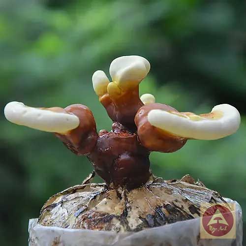 Nấm Linh Chi Việt Nam: Lợi Ích Vượt Trội Cho Sức Khỏe Miễn Dịch, Gan và Tiêu Hóa 1 nấm linh chi việt nam, nấm non