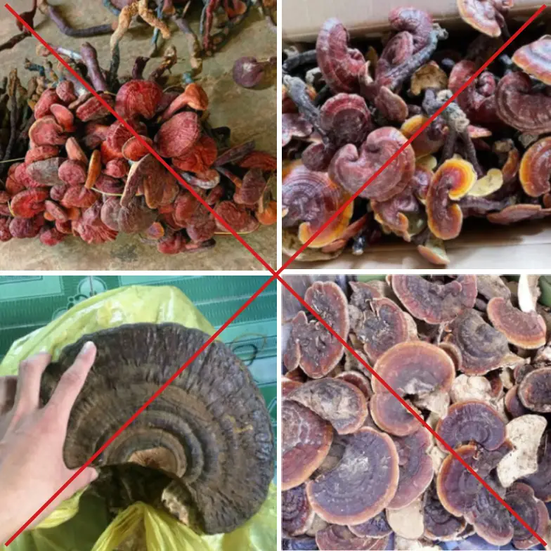 Mua nấm linh chi: 9 lý do, cách phân biệt & nơi mua uy tín 5 Nấm Linh Chi Giả