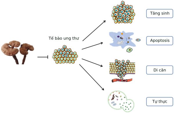 Nấm Lim Xanh Chữa Ung Thư