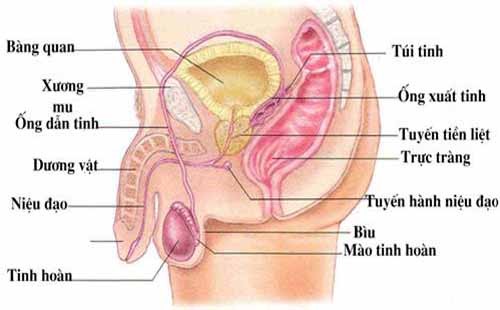 Ung thư tuyến tiền liệt: Vượt qua thử thách, hướng tới cuộc sống khỏe mạnh 1 Ung Thư Tuyến Tiền Liệt