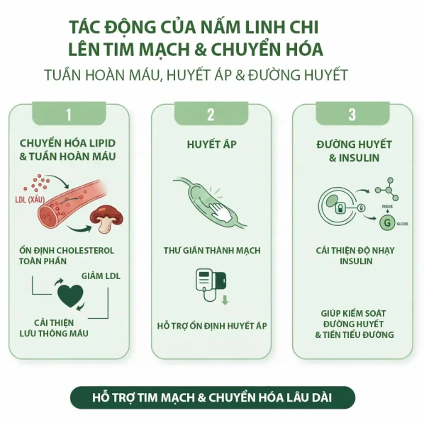 Nấm Linh Chi Có Tác Dụng Gì? Toàn Bộ Lợi Ích Được Khoa Học Ghi Nhận 4 Inforgraphic linh chi hỗ trợ ổn định mỡ máu, huyết áp, và cải thiện độ nhạy Insulin đường huyết