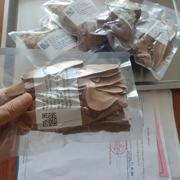 Tác Dụng & Hiệu Quả Thật Của Nấm Linh Chi Ngọc Anh – Kiểm Nghiệm Rõ Ràng 6 Mẫu kiểm nghiệm nấm linh chi Ngọc Anh, gồm các mẫu nấm nguyên tai, thái lát, xay bột
