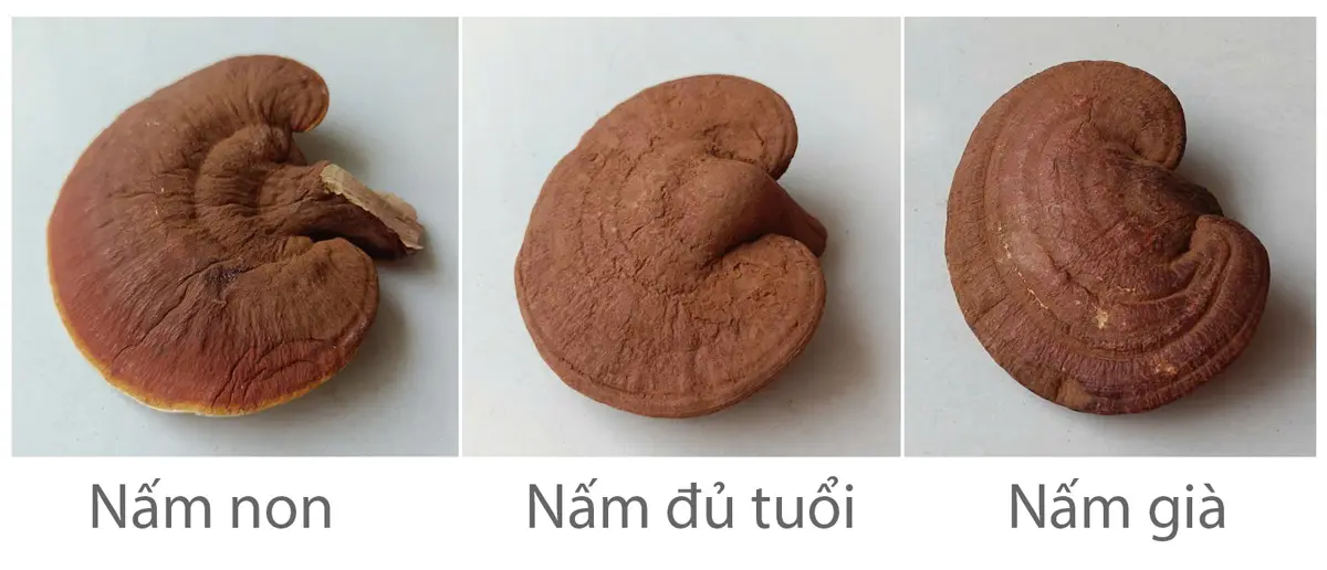 Nấm Linh Chi: Góc Nhìn Đúng Từ Người Làm Nghề 3 so sánh 3 cây nấm linh chi non, nấm linh chi đủ tuổi, và nấm linh chi già