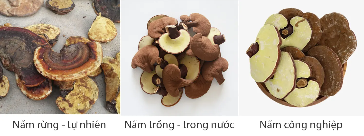 Nấm Linh Chi: Góc Nhìn Đúng Từ Người Làm Nghề 2 So sánh nấm linh chi rừng, nấm linh chi trồng trong nước và nấm linh chi công nghiệp (giả Hàn Quốc)