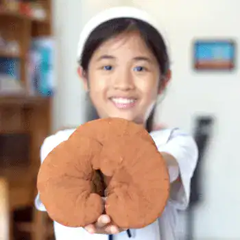 thông tin về nấm linh chi và nấm lim xanh: tác dụng, cách dùng và nơi mua uy tín