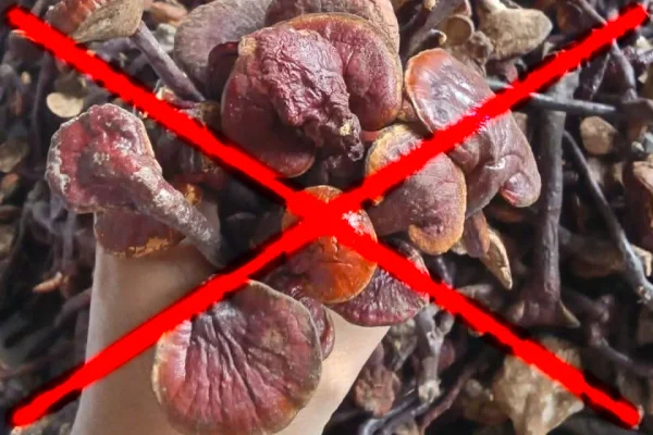 Tác Dụng Của Nấm Lim Xanh 13 Nấm cổ cò tự nhiên với đặc điểm chân dài, tai nhỏ, màu nâu đỏ – loại nấm rừng phổ biến nhưng không phải nấm lim xanh, dễ bị nhầm lẫn nếu chỉ nhìn hình thức bên ngoài.