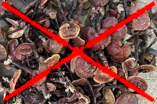 Tác Dụng Của Nấm Lim Xanh 14 Nấm rừng hình thái thân dài, tai mỏng, màu nâu sẫm – một trong những nhóm nấm dễ bị lợi dụng để giả danh nấm lim xanh, gây nhầm lẫn cho người tiêu dùng.